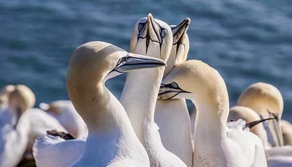 欧美跨性别美学：时尚与自我表达的华丽旅程