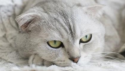 玩偶姐姐的作品合集：温柔手作的光影人生