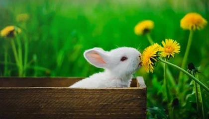 粉色视频在线观看高清观看：在柔光里畅享高质感视界